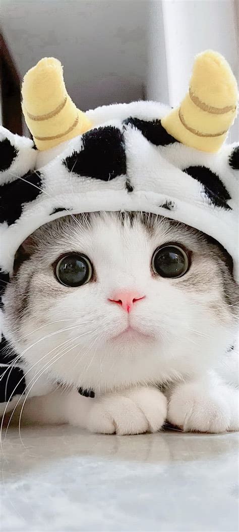 Cute Cat, eye, nose HD phone wallpaper | Pxfuel