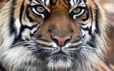 Bengal Tiger Face HD desktop wallpaper : Widescreen : High Definition ...