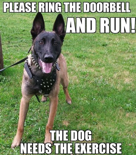 Pin by Aerie Dún Laoghaire on Dog Trainer Memes | Belgian malinois dog, Malinois dog, Belgium ...