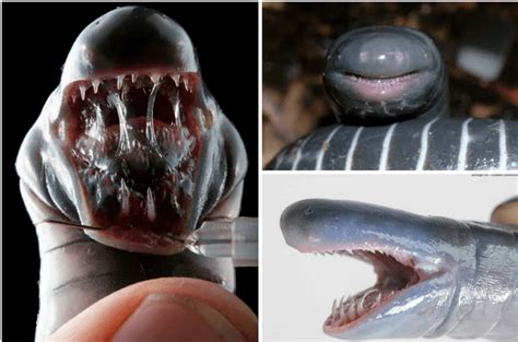 Caecilian Facts - These Worm-Like Species Are Actually Amphibians - Odd Facts