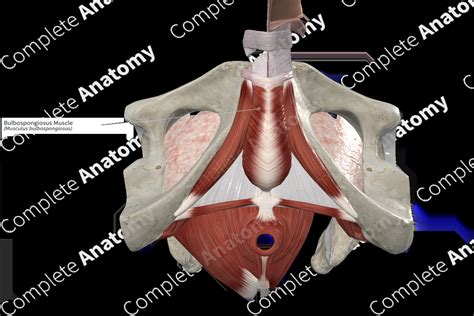 Bulbospongiosus Muscle | Complete Anatomy