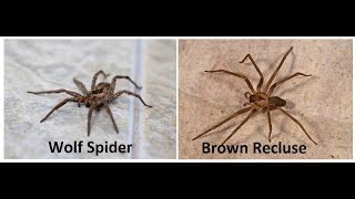 Brown Recluse Vs Wolf Spider