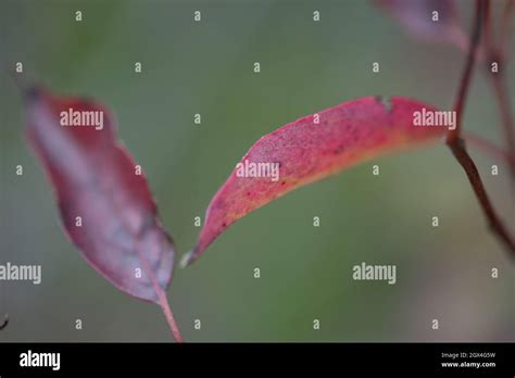 Fall Leaves Close Up Stock Photo - Alamy