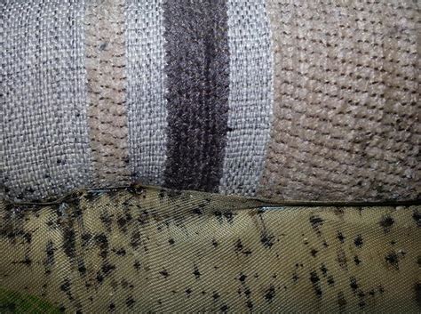 How to Get Rid of Bed Bugs in Your Couch