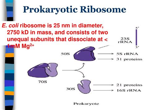 PPT - RNA PROCESSING AND RNPs PowerPoint Presentation, free download - ID:426909