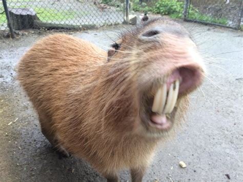 The Capybara (AKA Watrush) Found In Guyana Is The Largest Rodent In The ...