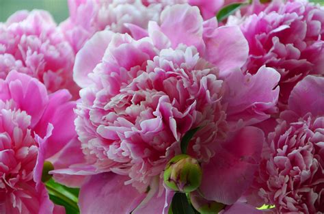 Peony Wallpaper 4k | PixLith