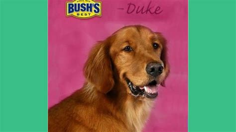 Duke, the Bush's Baked Beans dog has died | WPDE