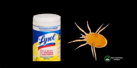 Does Lysol Kill Bird Mites