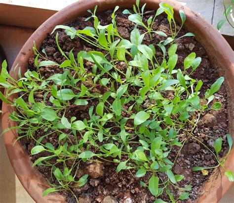 How to grow Spinach in containers |Pots - Vanita's Corner