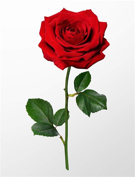 a single red rose with green leaves on a white background