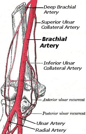 brachial artery Flashcards | Quizlet