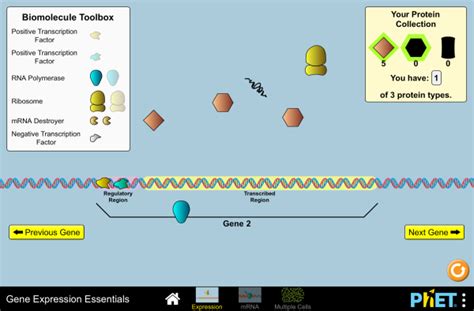 Interactive Biology Simulations || Visualise whatever you are studying