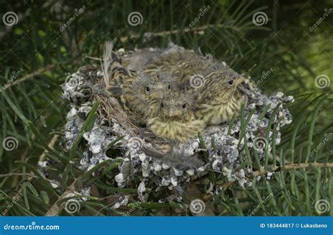 Nest Of European Greenfinch (Carduelis Chloris) Royalty-Free Stock ...