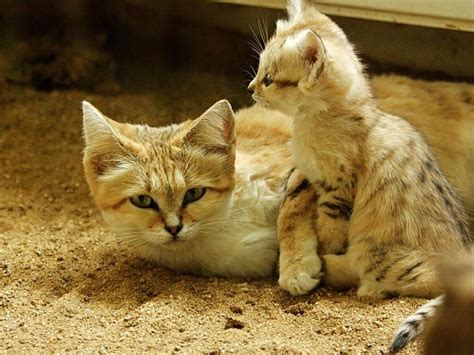 Sand Cats: Where The Adults Are Kittens And The Kittens Are Also Kittens | Bored Panda