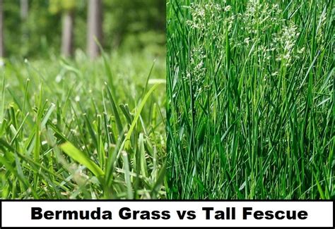 Tall Fescue Grass, Bermuda Grass, Types Of Grass, Root Color, Grass ...