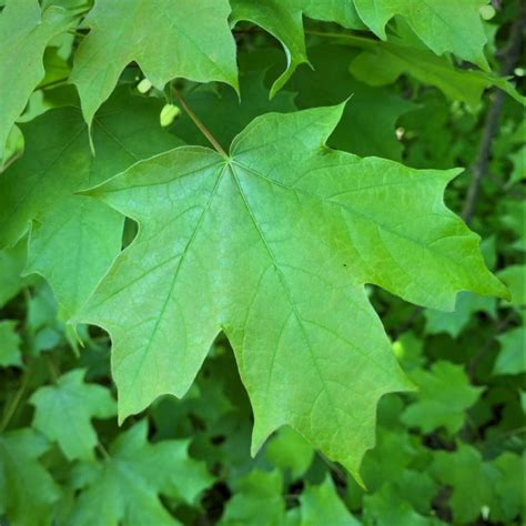 Common Tree Leaf ID: Palmate Leaves | Tyler Arboretum