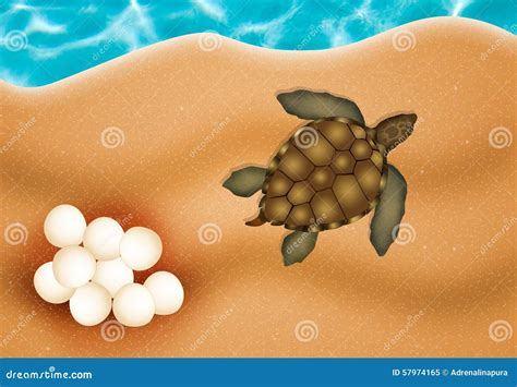 Sea turtle eggs stock illustration. Illustration of water - 57974165