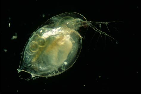 Live specimen of Daphnia pulex in filtered pond-water | Nikon’s Small World