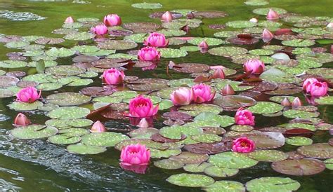 Water Lily Pond 2 Stock by ValerianaSTOCK on DeviantArt