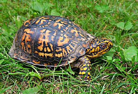 Eastern Box Turtle – Care Tips and Facts - Box Turtle Site