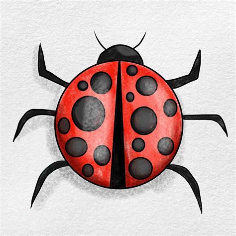 Ladybug Drawing - Spence Conage