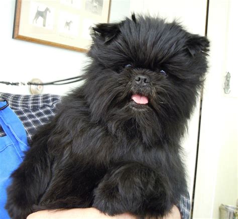 Westminster champion Banana Joe to make final visit to Harrisburg shows | Affenpinscher puppy ...