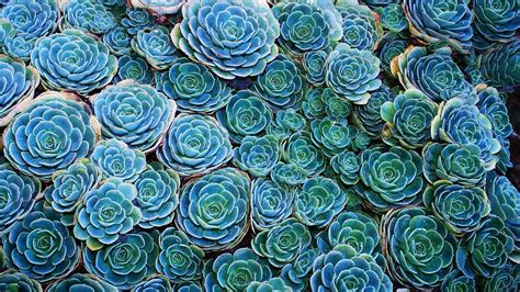 Succulent Wallpaper