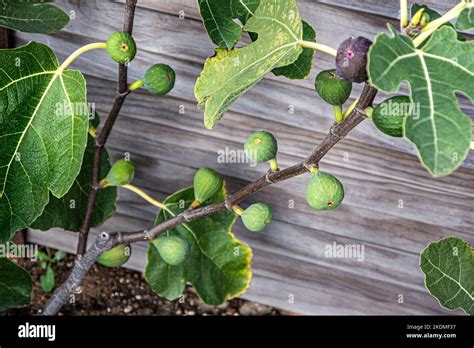 FIG Ficus carica 'Osborn's Prolific' sweet red, purple or brown fruit ...