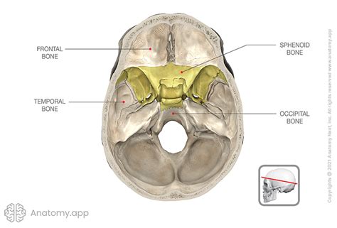 Sphenoid bone | Encyclopedia | Anatomy.app | Learn anatomy | 3D models ...