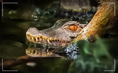 Sundarban wildlife photography Tour