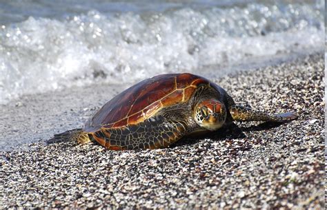 turtle beach animals wallpaper - Coolwallpapers.me!