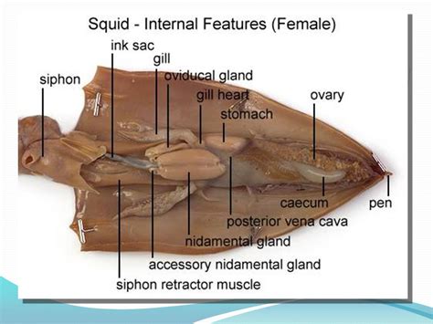 Internal Squid Anatomy Labeled