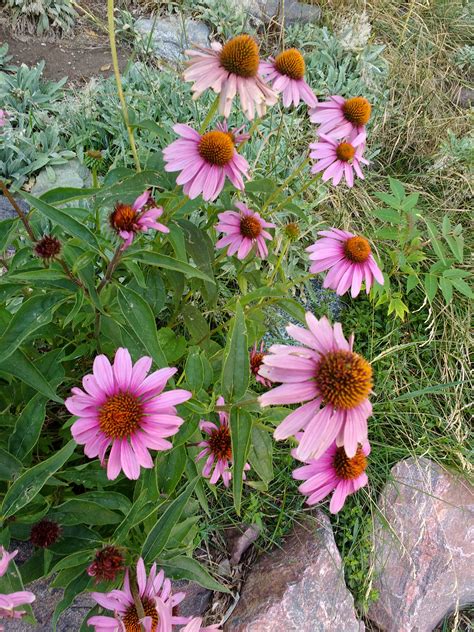 Purple Echinacea Coneflower – Photos Public Domain