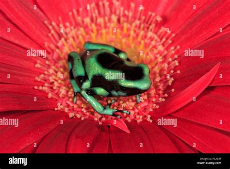 Dendrobates auratus Banque de photographies et d’images à haute ...