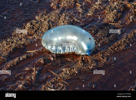 Man O' war stuck in crude oil on beach near Port Fourchon, Louisiana Stock Photo - Alamy