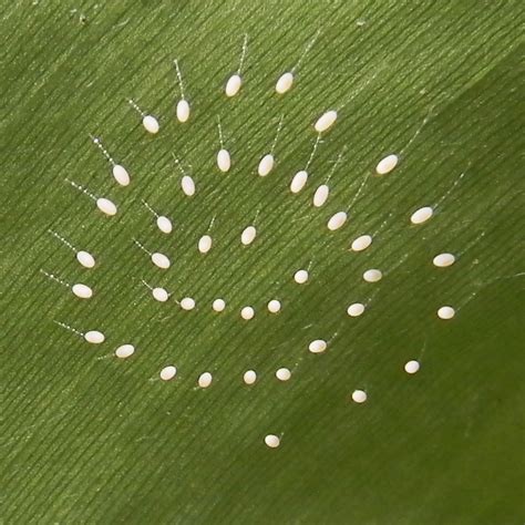 Lacewing eggs | The Survival Gardener