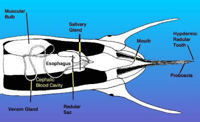 Invertebrate Diversity: The Cone Snail (Conus) By: Zachary Kaye