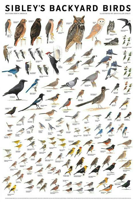 Pretty Birds, Love Birds, Beautiful Birds, Fauna, Bird Identification, Bird Poster, Bird Watcher ...