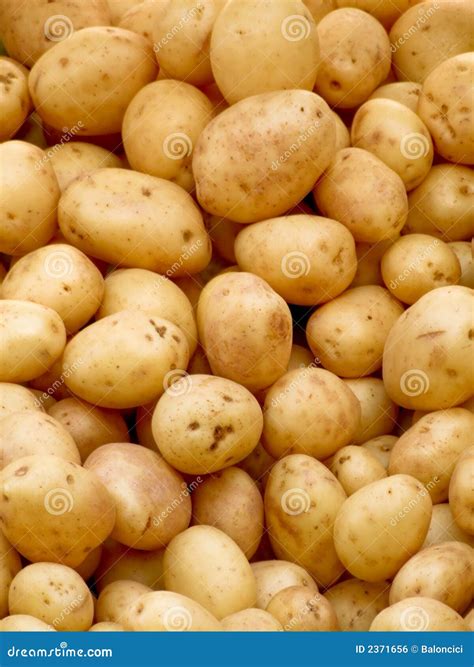 Organic potatoes stock photo. Image of nature, fresh, natural - 2371656