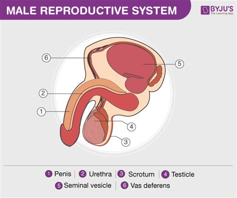 Important Diagrams