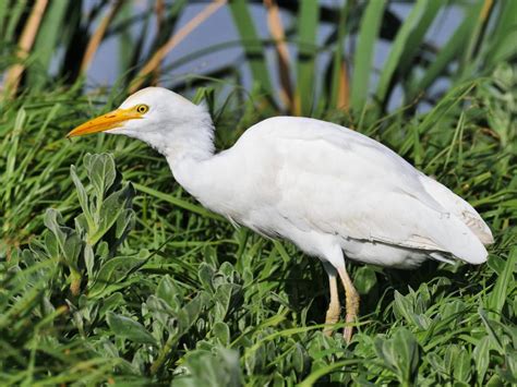 Eastern cattle egret (Bubulcus ibis)