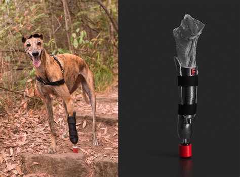 Meet Australia’s first pup with a 3D printed prosthetic leg | Autodesk News