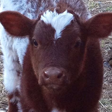 15 best Shorthorn Cattle images on Pinterest | Beef cattle, Farm ...