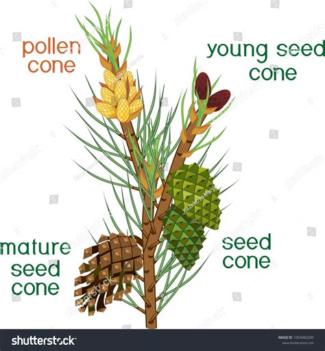 131 Female Pine Cone Stock Vectors, Images & Vector Art | Shutterstock