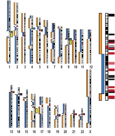 Human X chromosome completely sequenced for the first time