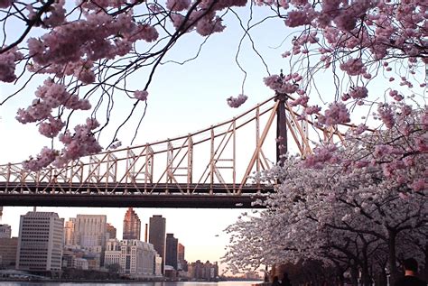 NYC ♥ NYC: Cherry Blossoms on Roosevelt Island