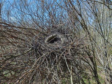 Magpie Nesting (All You Need To Know) | Birdfact