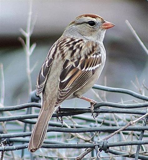 White-crowned Sparrows Sing The Sad Song of Winter | HubPages