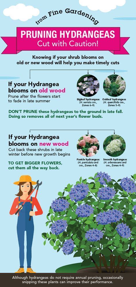 Pruning Hydrangeas - FineGardening | Pruning hydrangeas, Beautiful ...